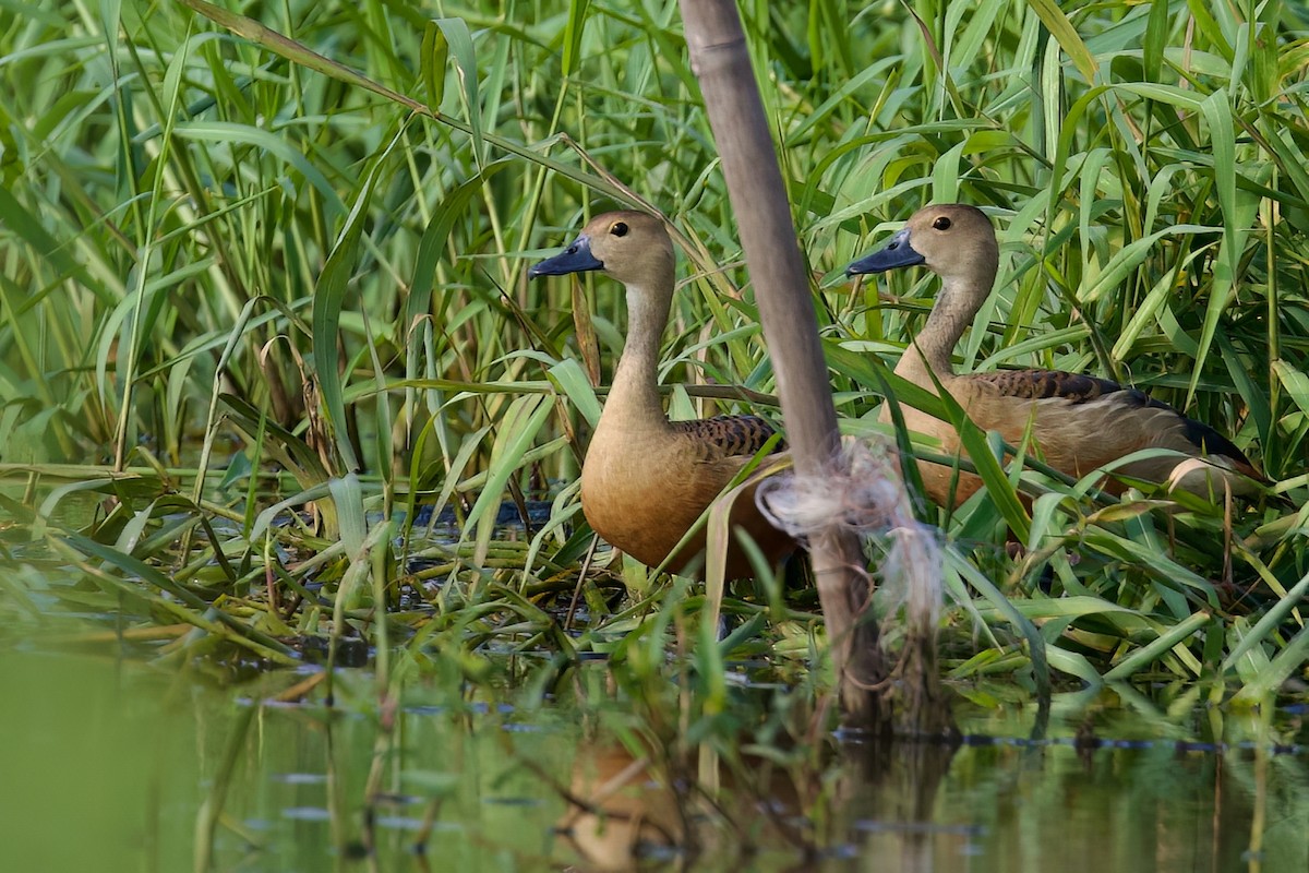 Lesser Whistling-Duck - Sourav Mandal