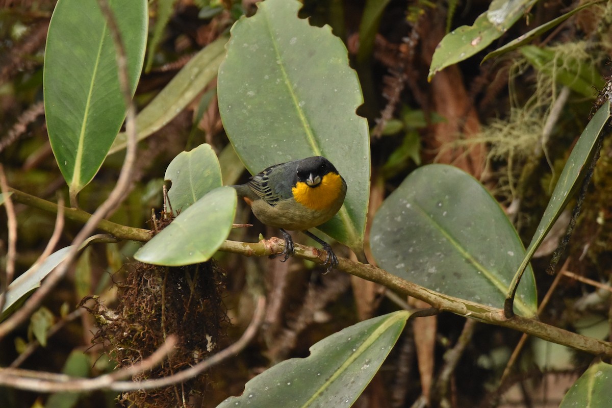 Yellow-throated Tanager - ML599732641