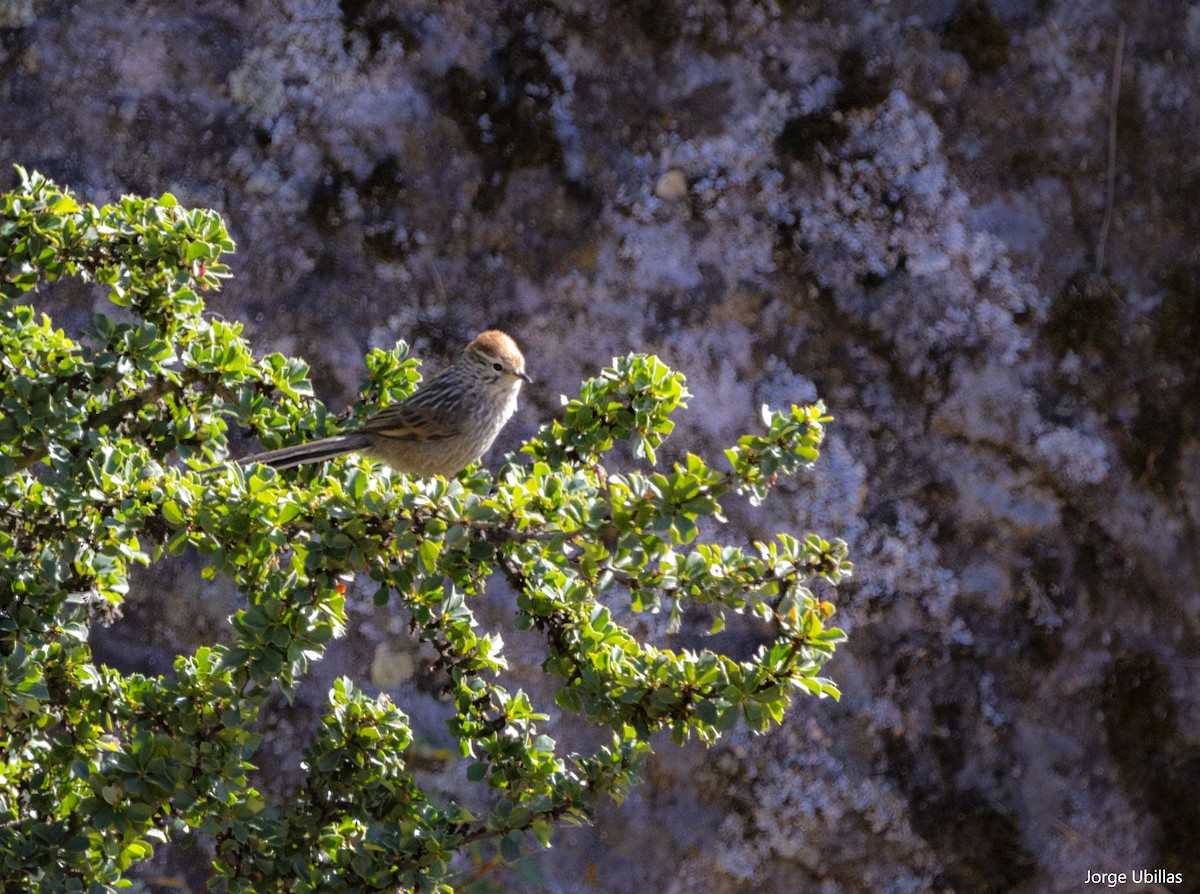 Rusty-crowned Tit-Spinetail - ML599735241