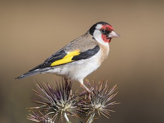  - European Goldfinch