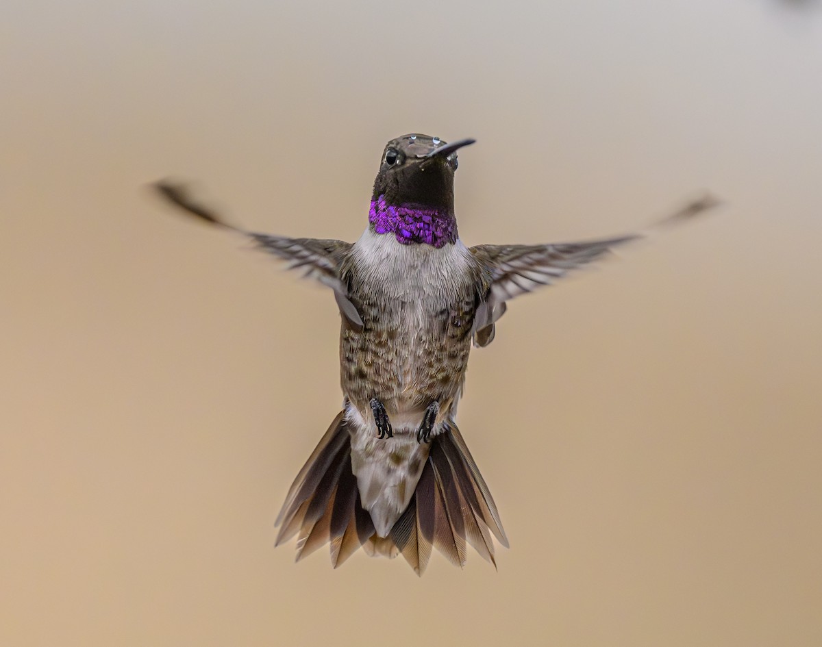 Black-chinned Hummingbird - ML599735691