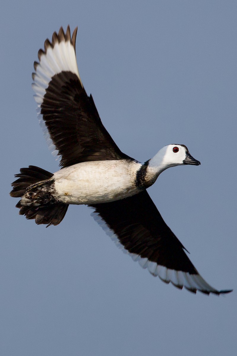 Cotton Pygmy-Goose - Sourav Mandal