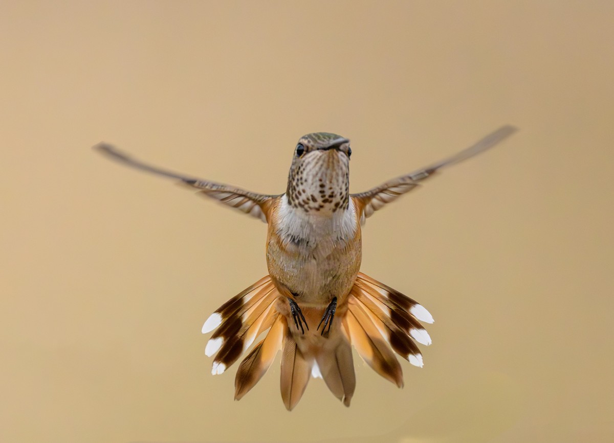 Rufous Hummingbird - ML599736121