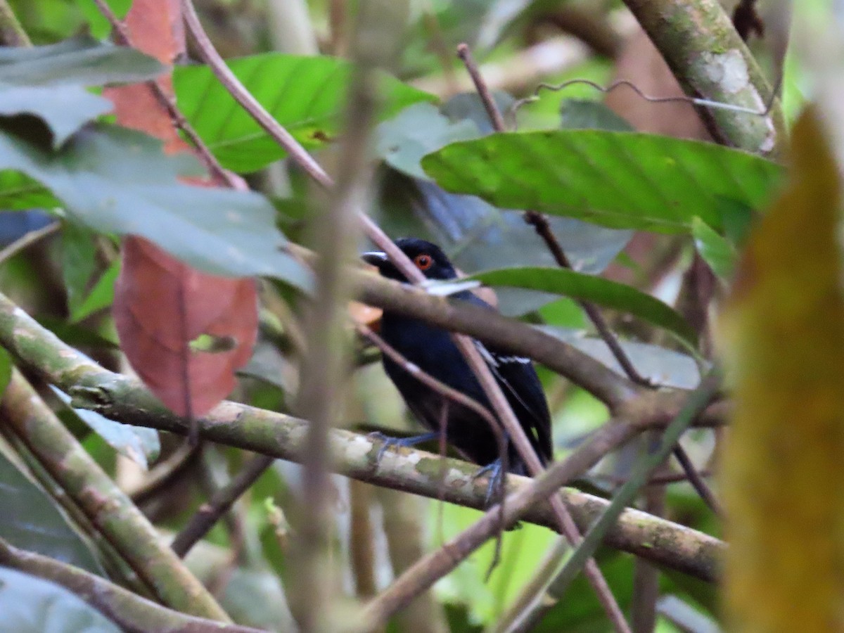 Black-tailed Antbird - ML599736731