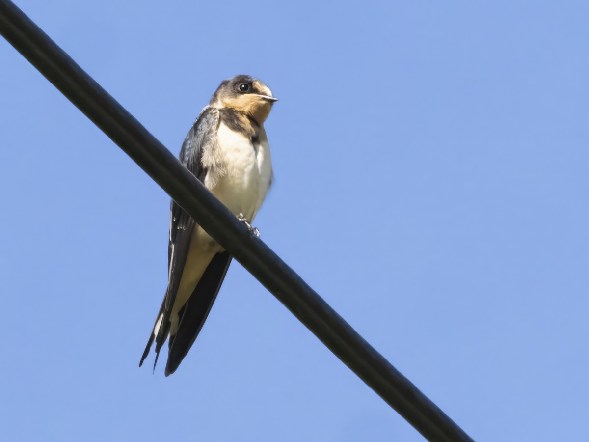 Barn Swallow - John Felton