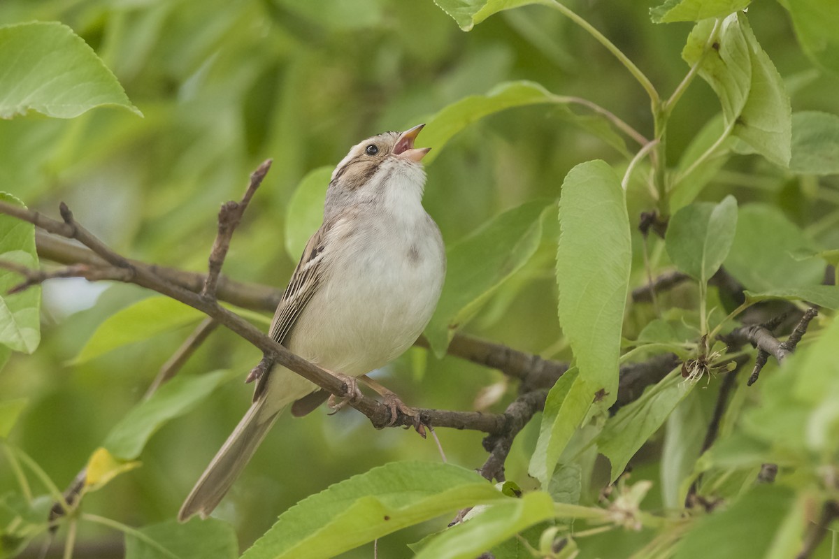 Clay-colored Sparrow - Etienne Artigau🦩