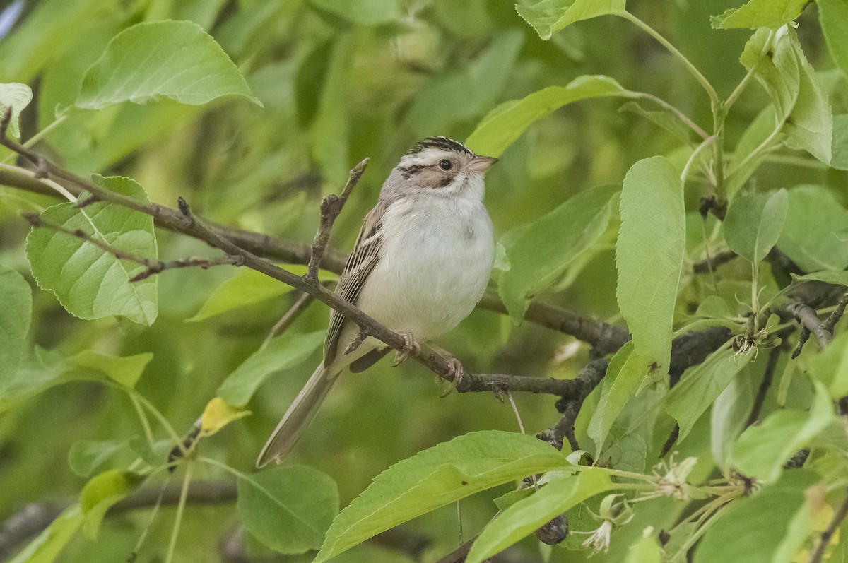 Clay-colored Sparrow - ML59973881