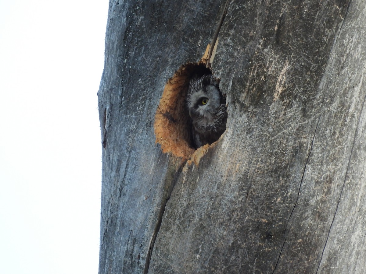 Boreal Owl (Tengmalm's) - Chris Lamsdell