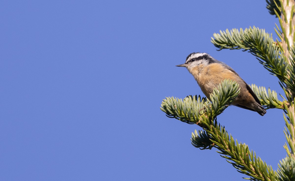 Red-breasted Nuthatch - ML599747081