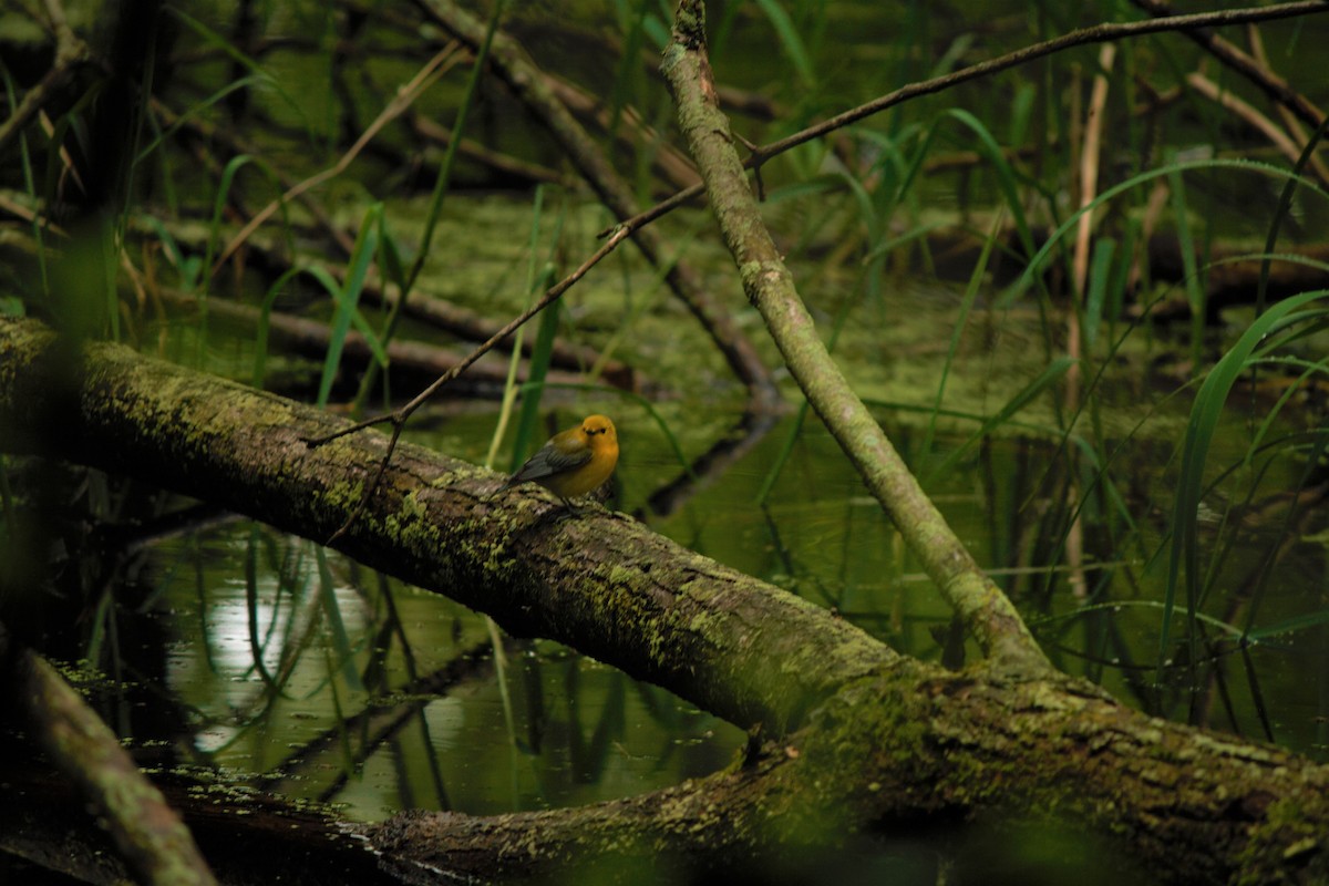 Prothonotary Warbler - ML59974741