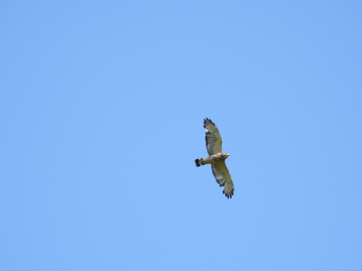 Broad-winged Hawk - ML599747941