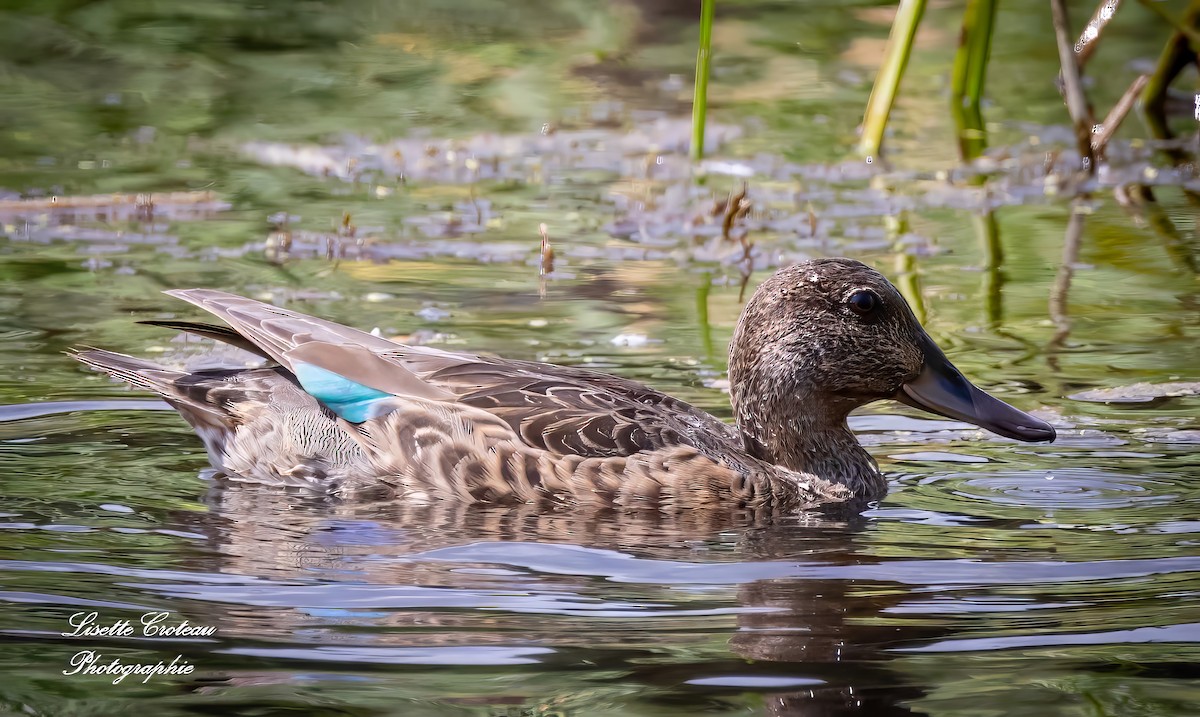 Green-winged Teal - ML599748351