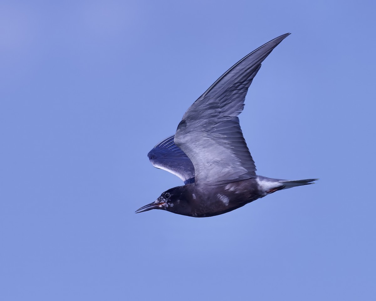 Black Tern - ML599750031