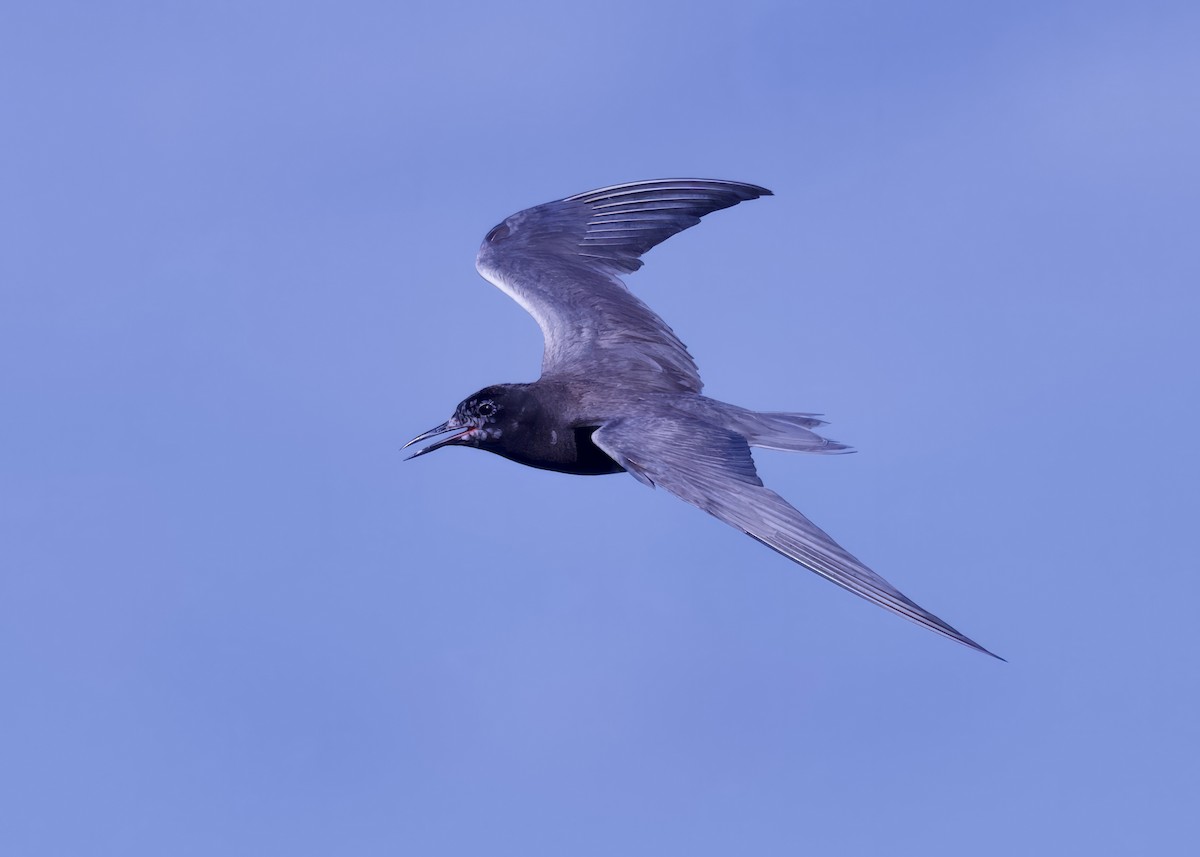Black Tern - ML599750041