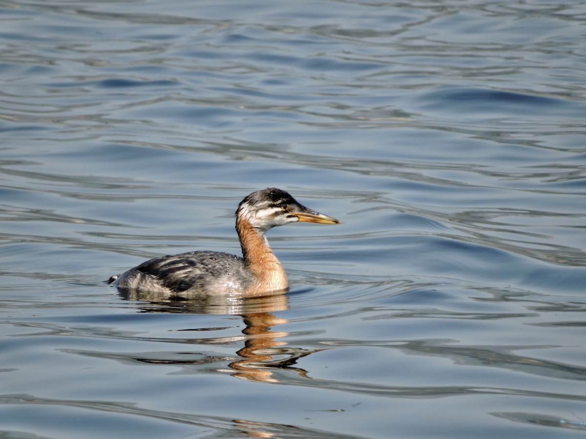 Red-necked Grebe - ML599751601