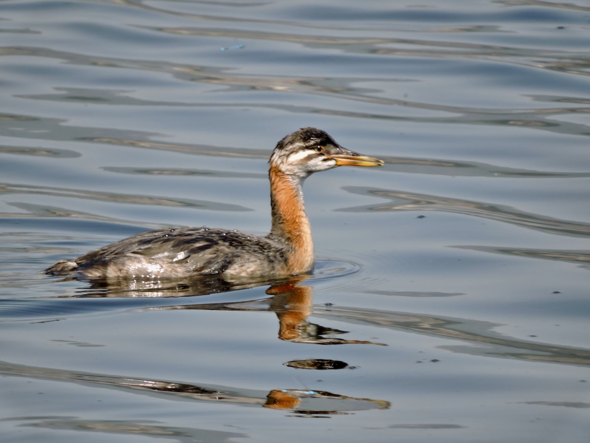 Red-necked Grebe - ML599751611