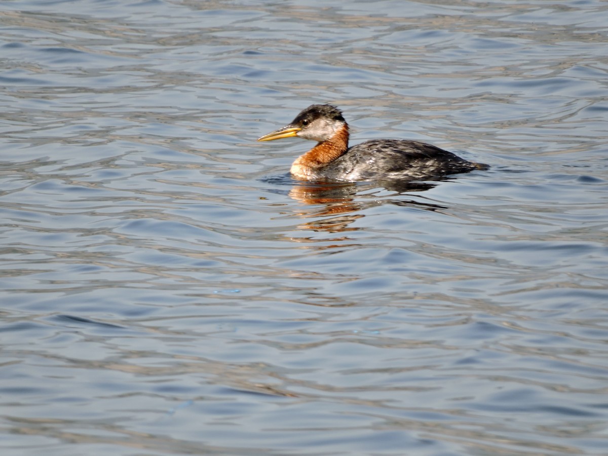Red-necked Grebe - ML599751621