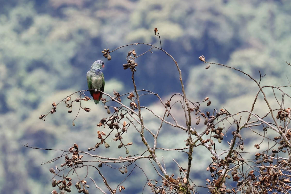 Red-billed Parrot - ML599752151