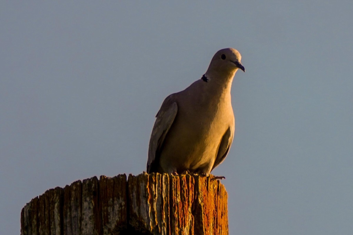 Eurasian Collared-Dove - ML599752951