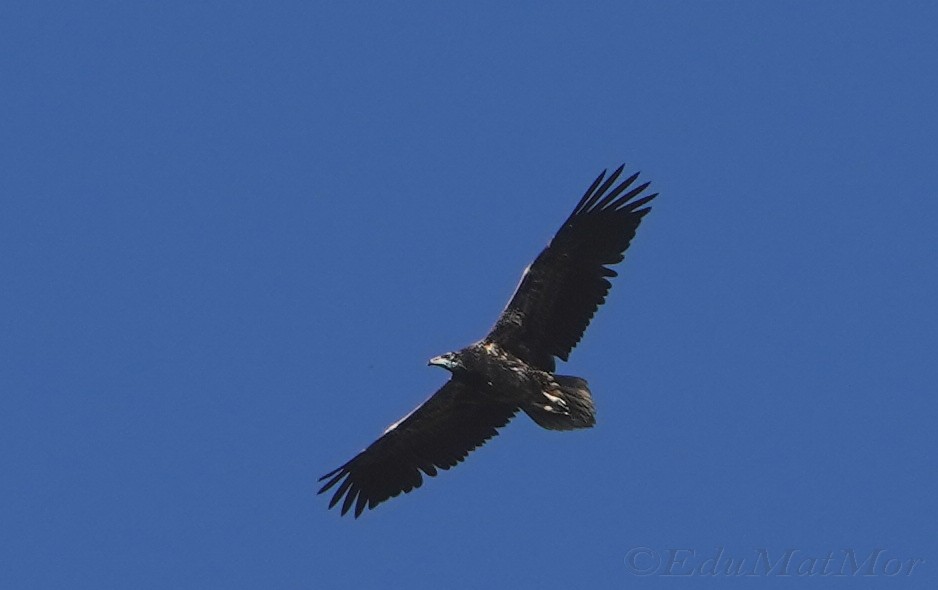 Egyptian Vulture - ML599752981