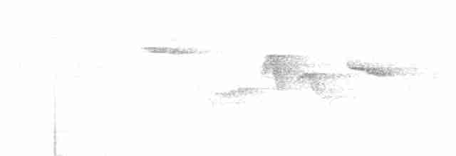 Brown Creeper (montana/idahoensis) - ML599753421