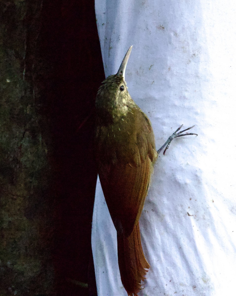 Spotted Woodcreeper - ML599757021