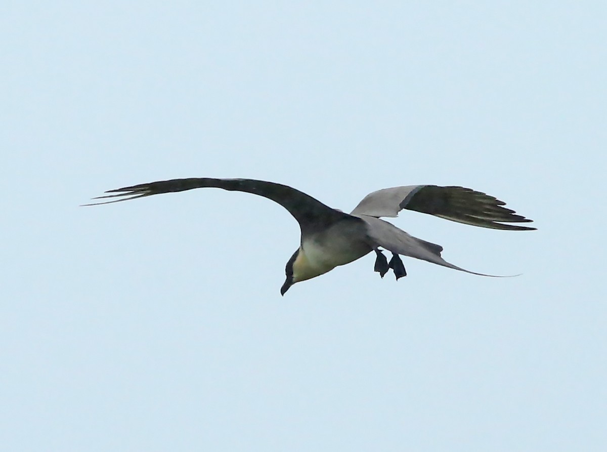 Long-tailed Jaeger - ML599758631