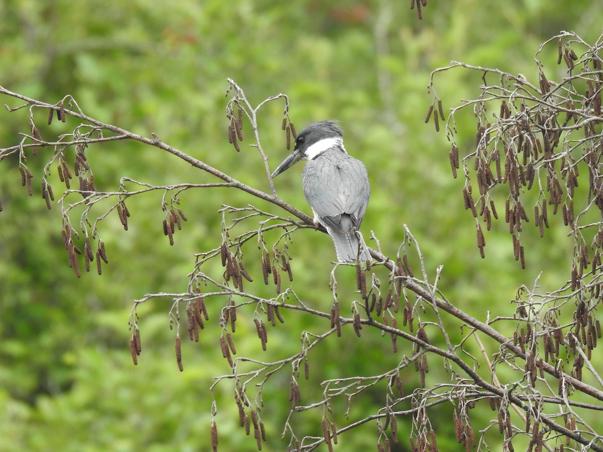 Belted Kingfisher - ML599758991