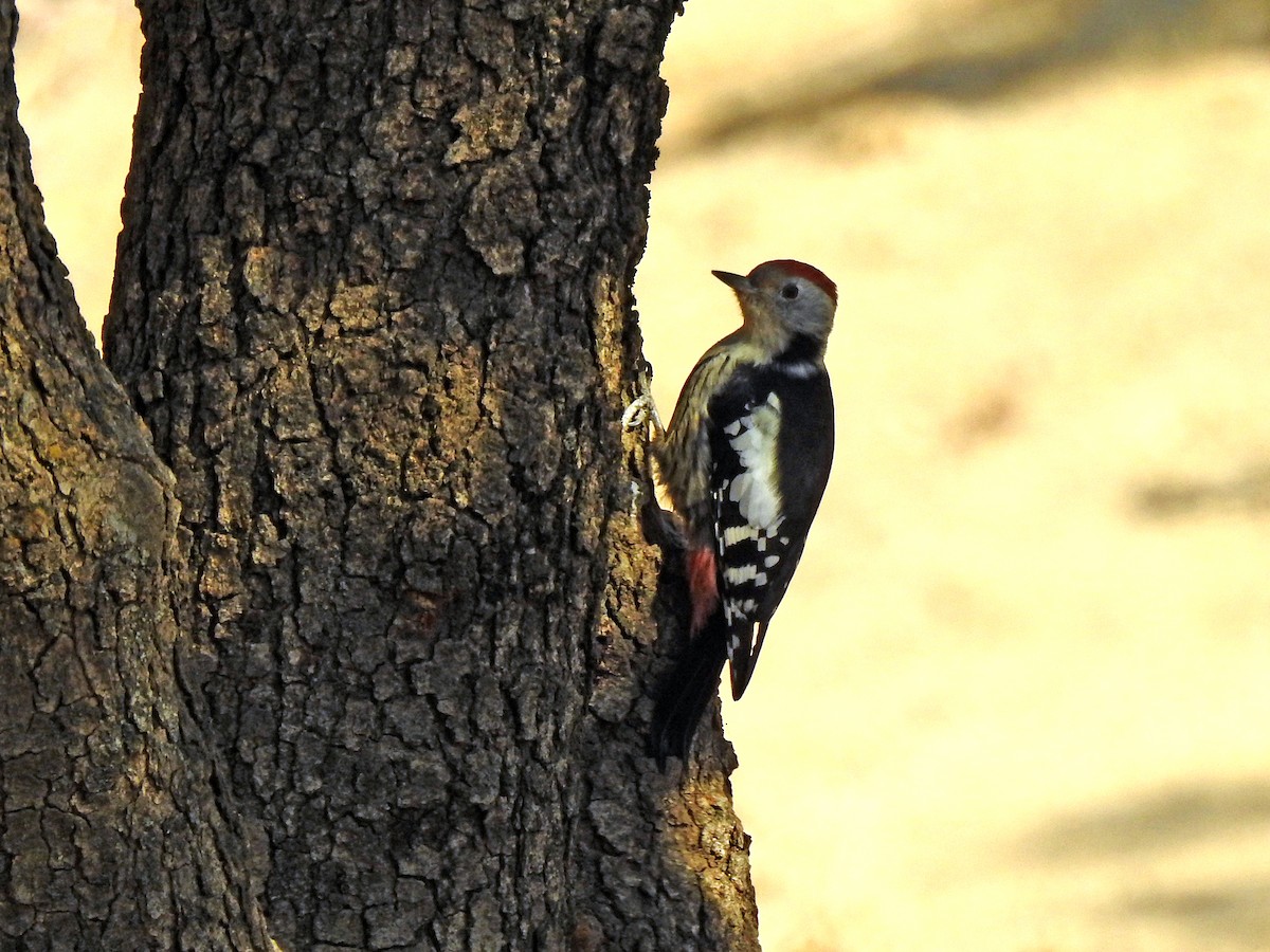 Middle Spotted Woodpecker - ML599764061