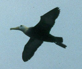 Waved Albatross - ML59976481