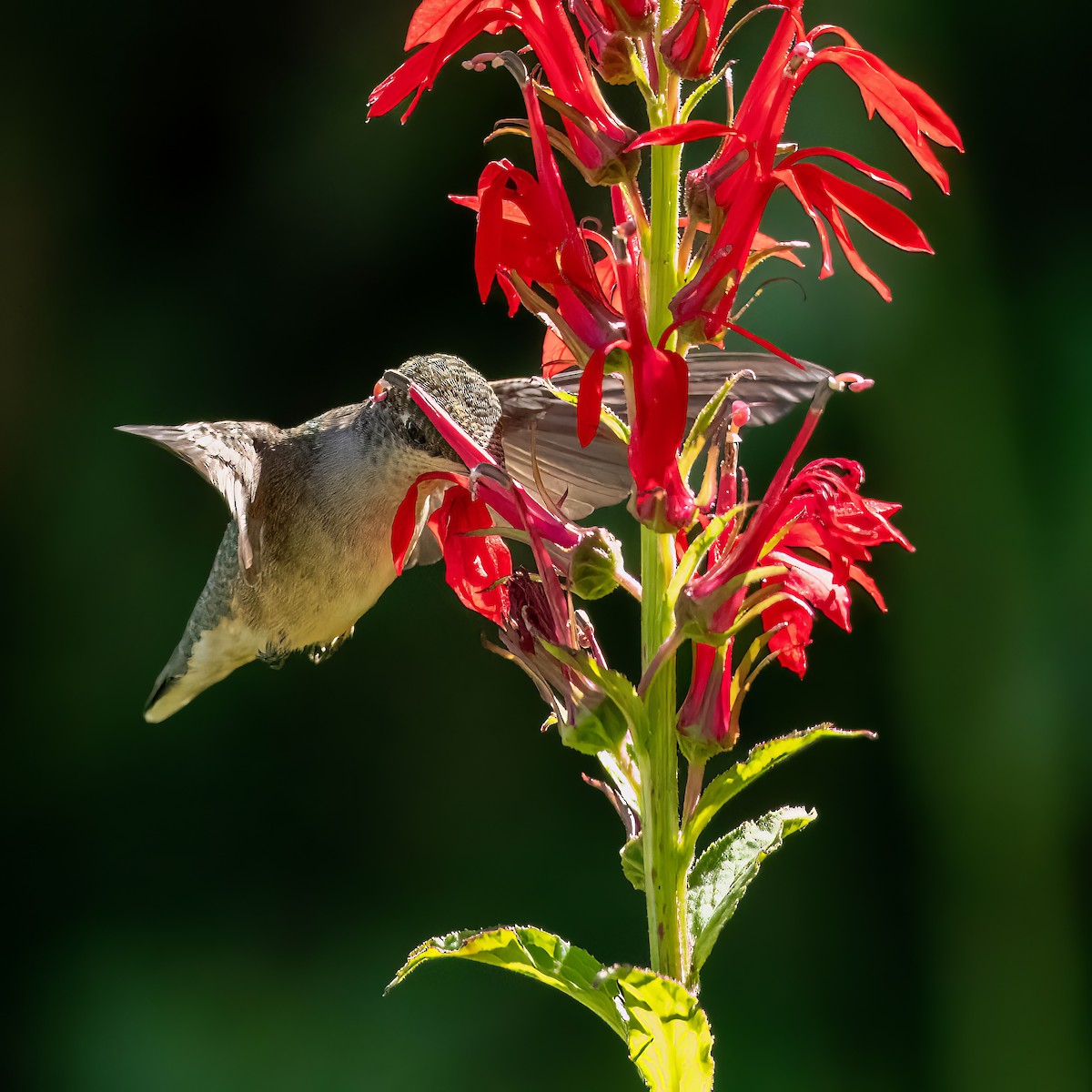 Ruby-throated Hummingbird - ML599765501