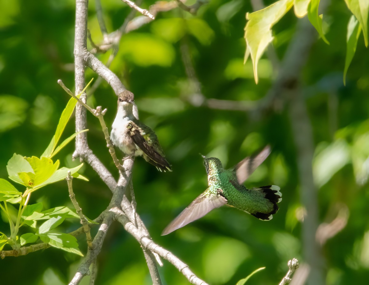 Ruby-throated Hummingbird - ML599765521