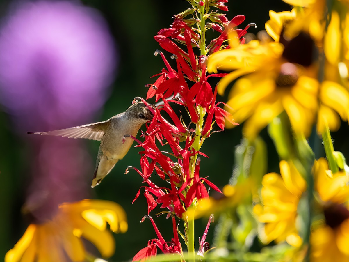 Ruby-throated Hummingbird - ML599765531