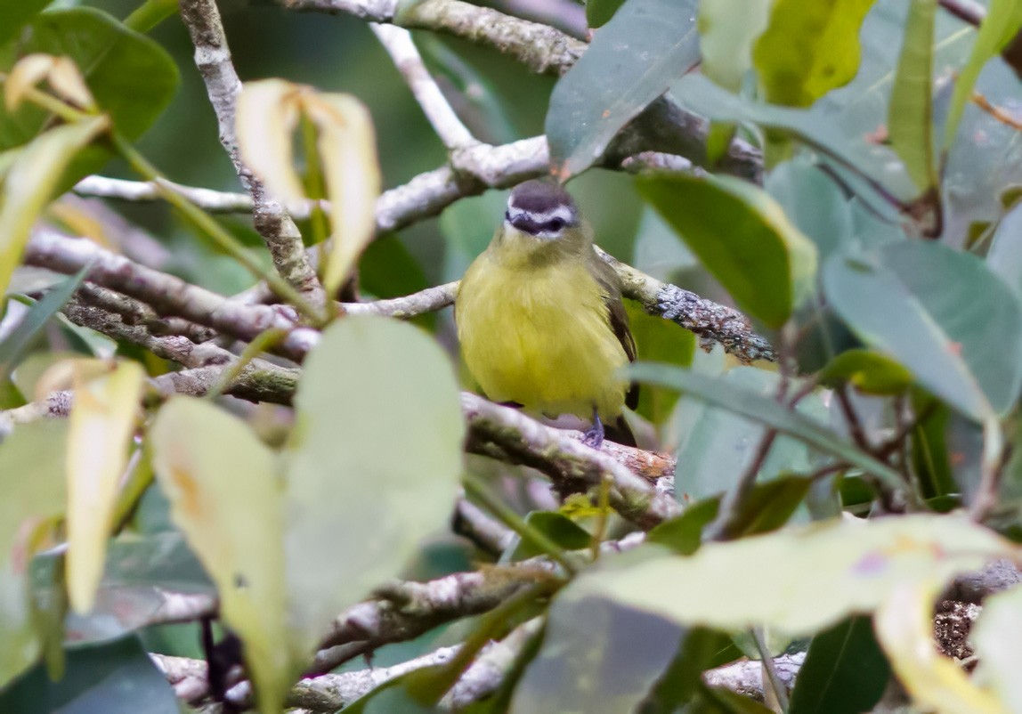 Brown-capped Tyrannulet - ML599766021