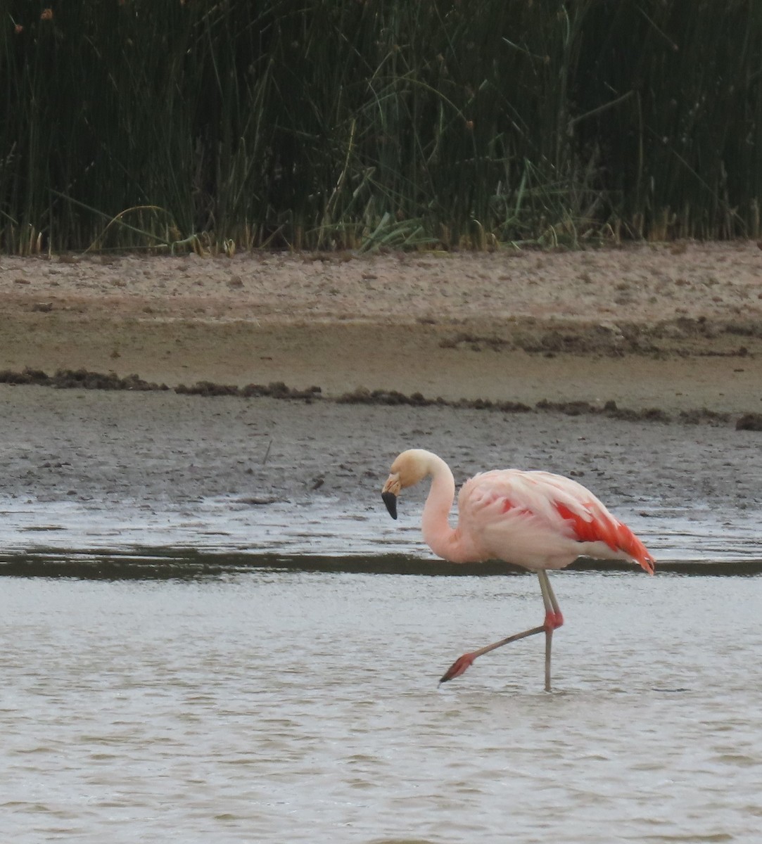 Chilean Flamingo - ML599766531