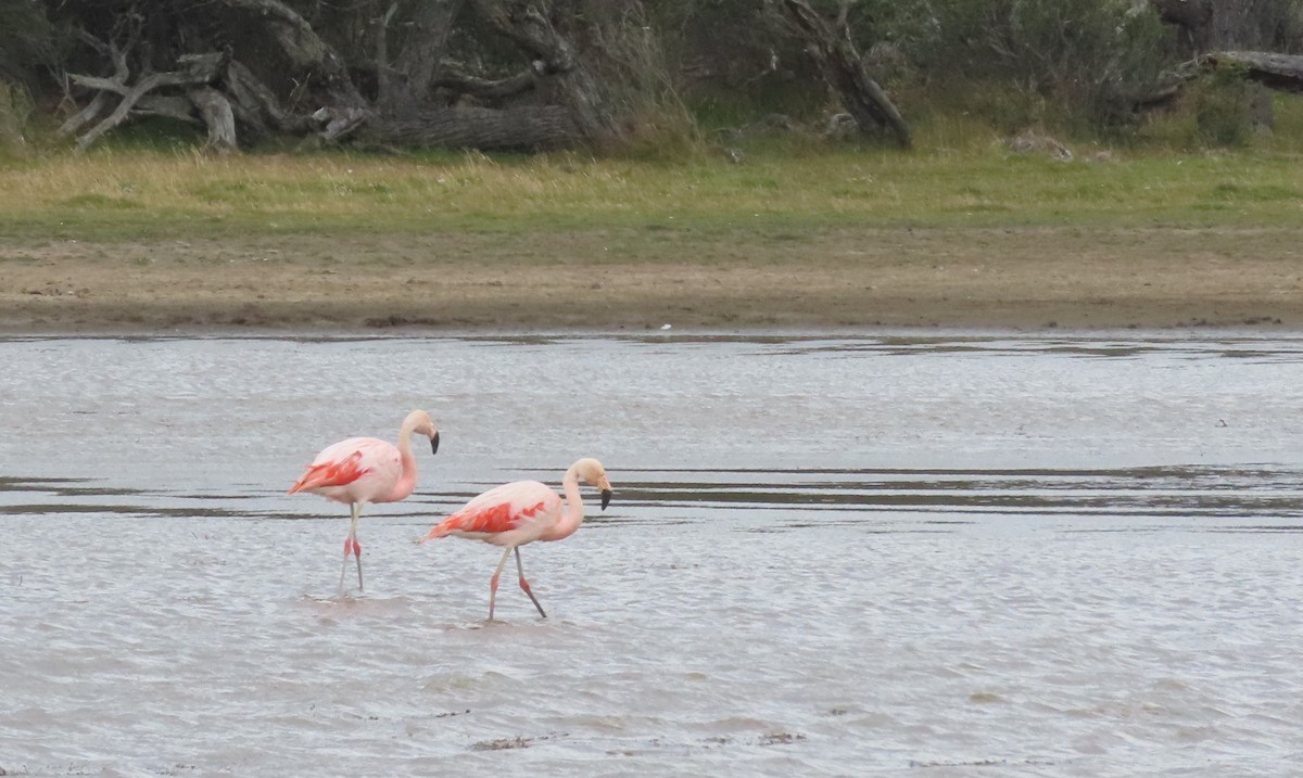 Chilean Flamingo - ML599766571