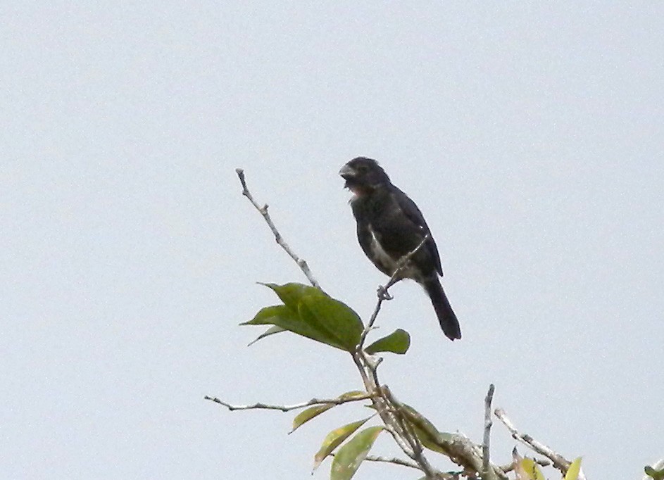 Variable Seedeater - ML599766881