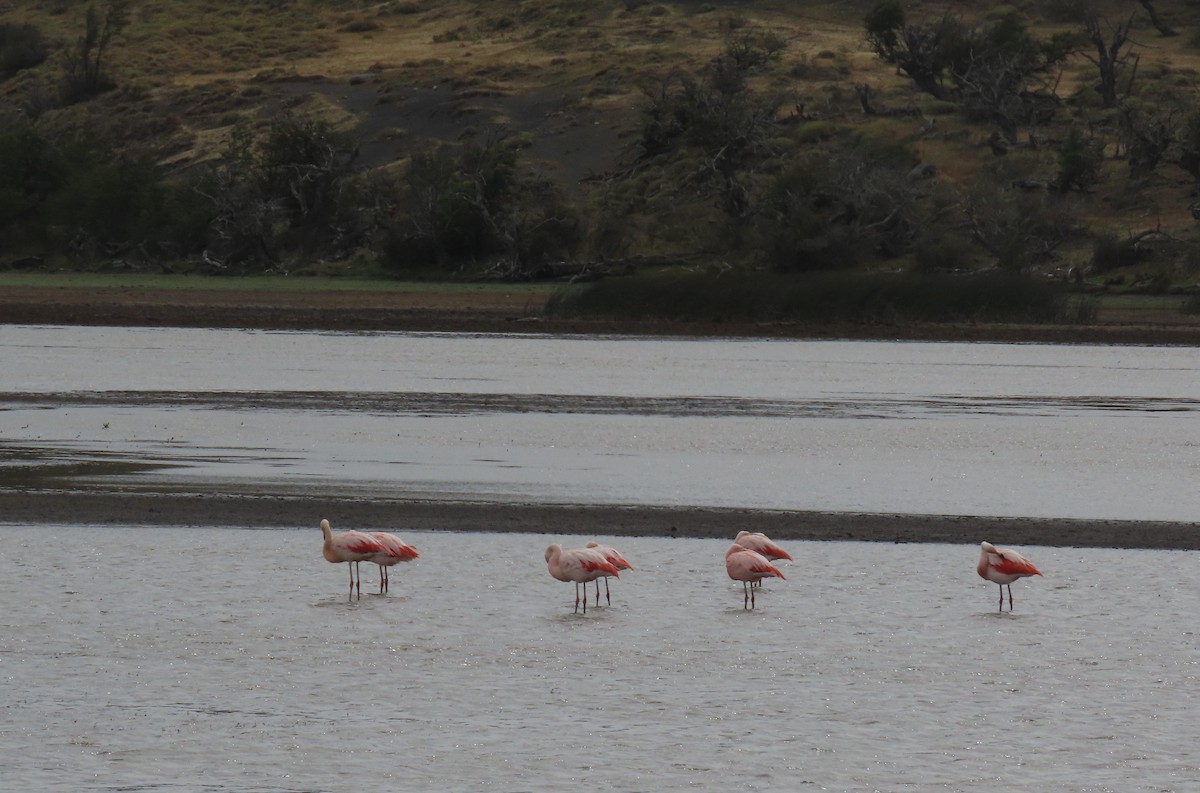 Chilean Flamingo - ML599767261