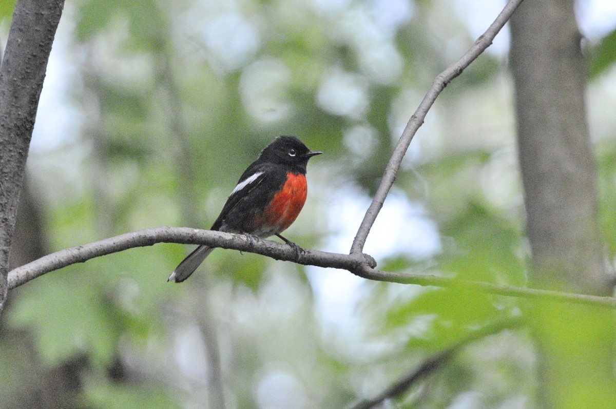 Painted Redstart - Pierre Normand