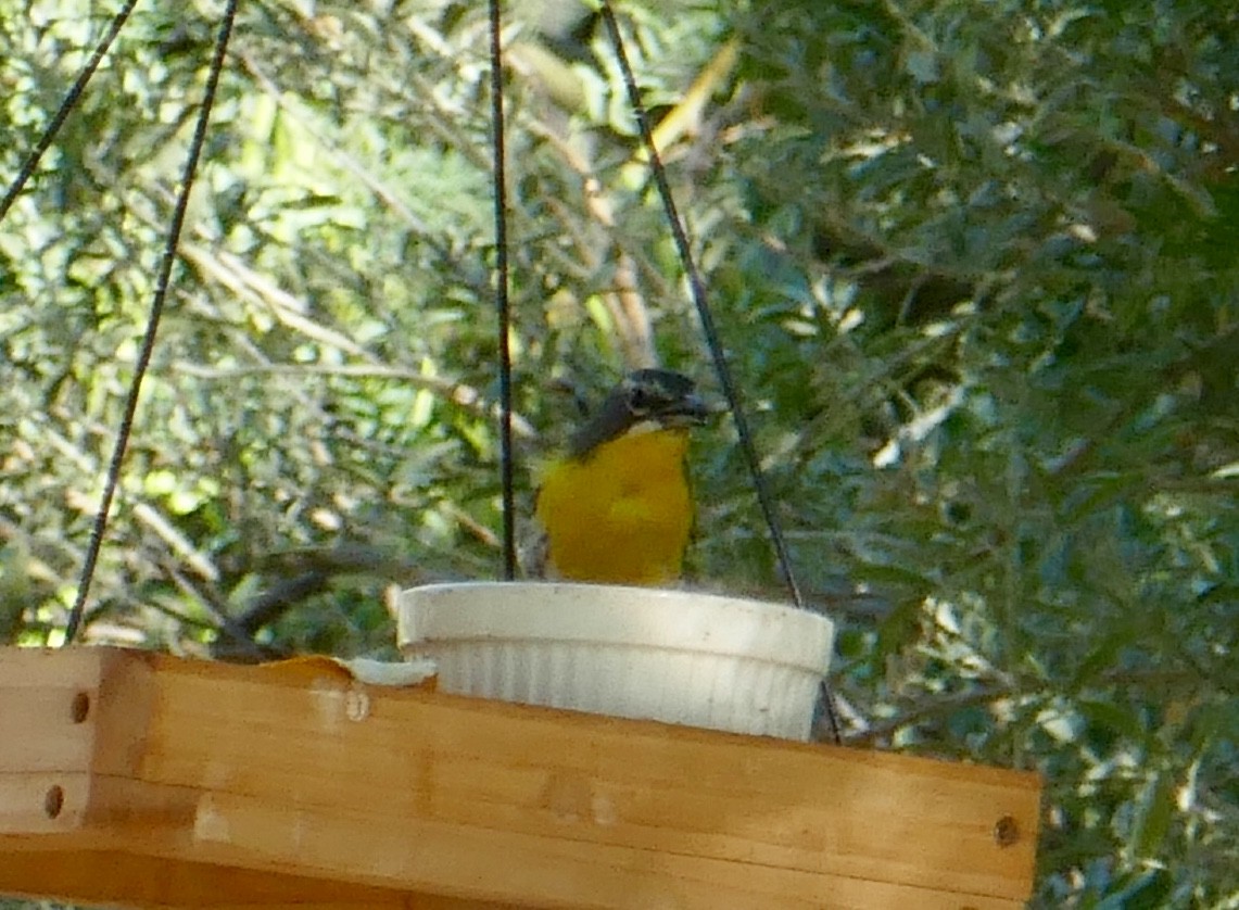 Yellow-breasted Chat - ML599769131