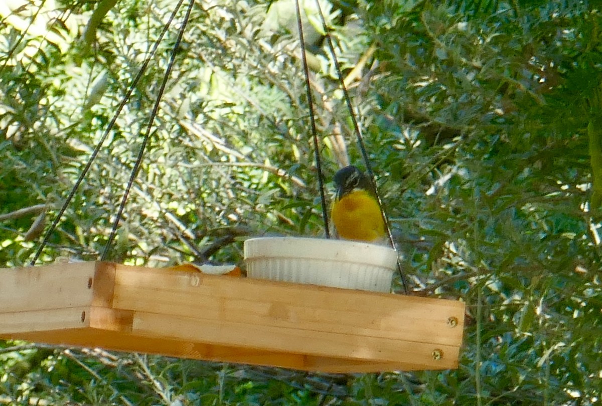 Yellow-breasted Chat - ML599769141