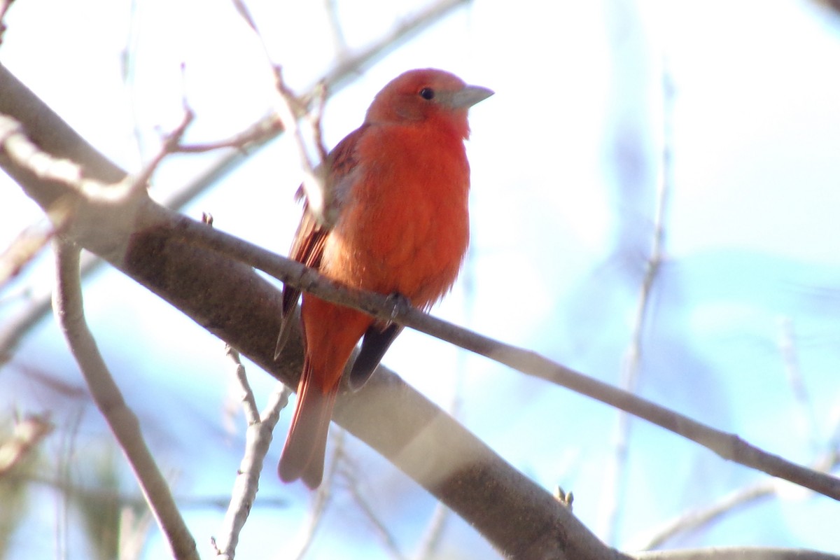 Hepatic Tanager - ML599769371