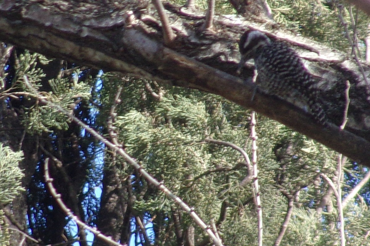 Checkered Woodpecker - ML599769571
