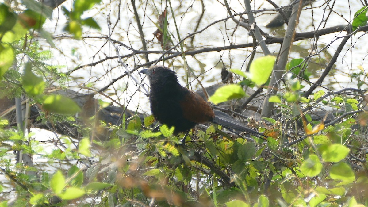 Greater Coucal - ML599770091