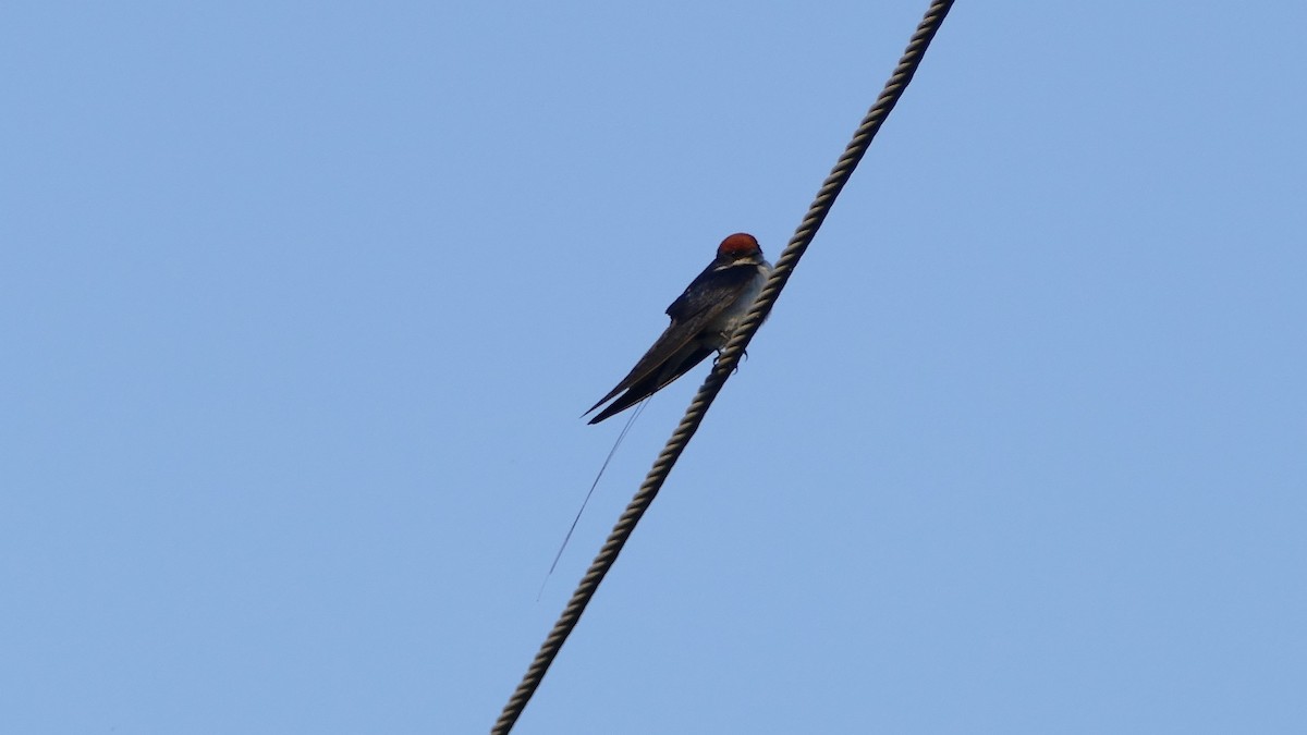 Wire-tailed Swallow - ML599773811