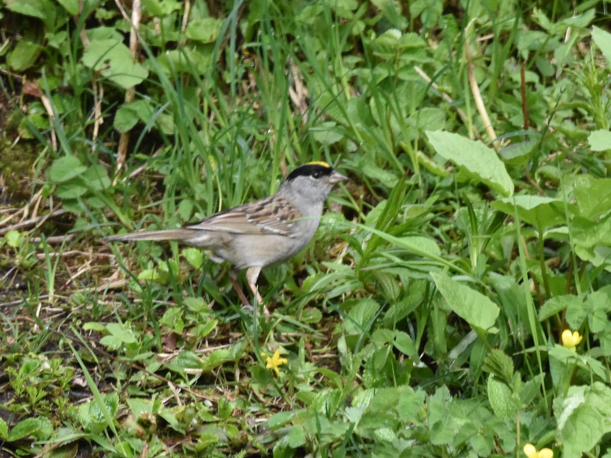 Golden-crowned Sparrow - Brian Vigorito
