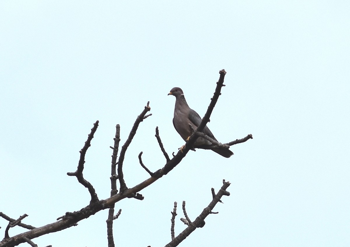 Band-tailed Pigeon - Michael Skinner
