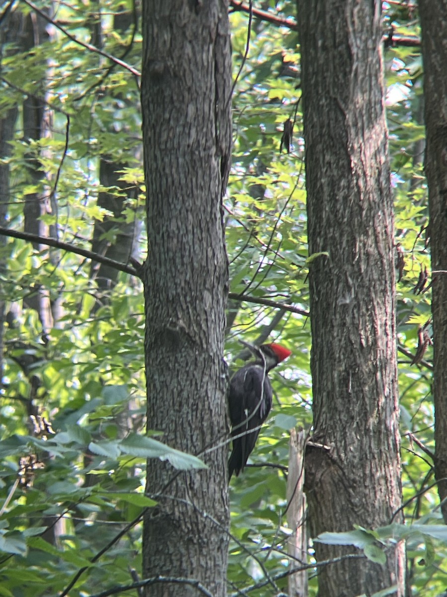 Pileated Woodpecker - Devin Banning