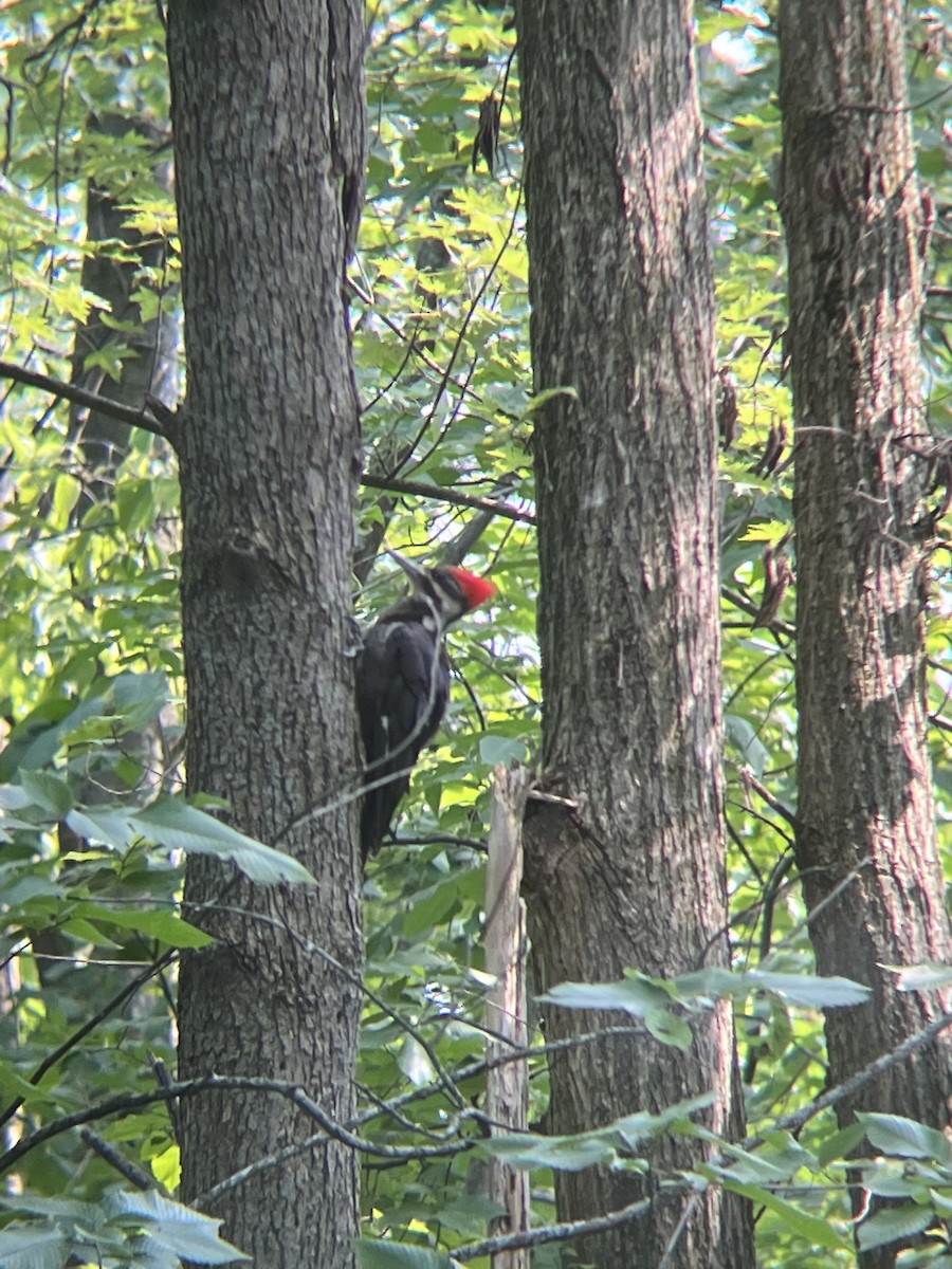 Pileated Woodpecker - ML599783491