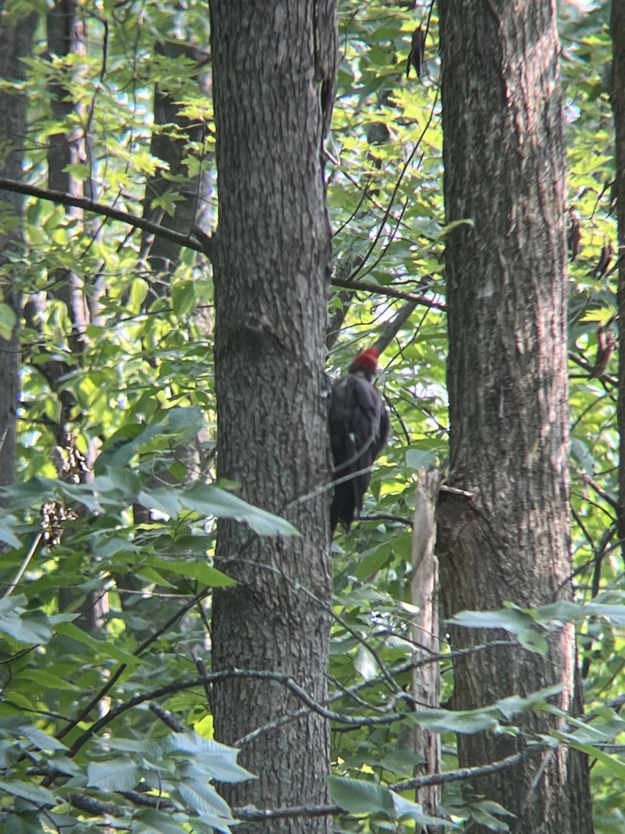 Pileated Woodpecker - ML599783501